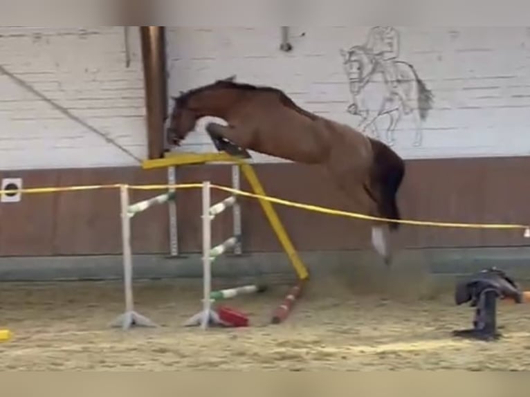 Westfale Wallach 5 Jahre 170 cm Fuchs in Schlangen