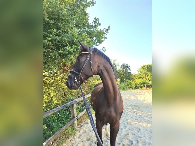 Westfale Wallach 5 Jahre 170 cm Rappe in Heiligenhaus