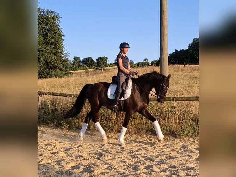 Westfale Wallach 5 Jahre 170 cm Rappe in Heiligenhaus
