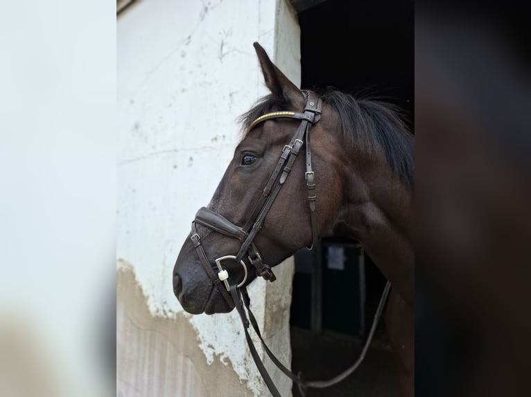 Westfale Wallach 5 Jahre 170 cm Rappe in Heiligenhaus