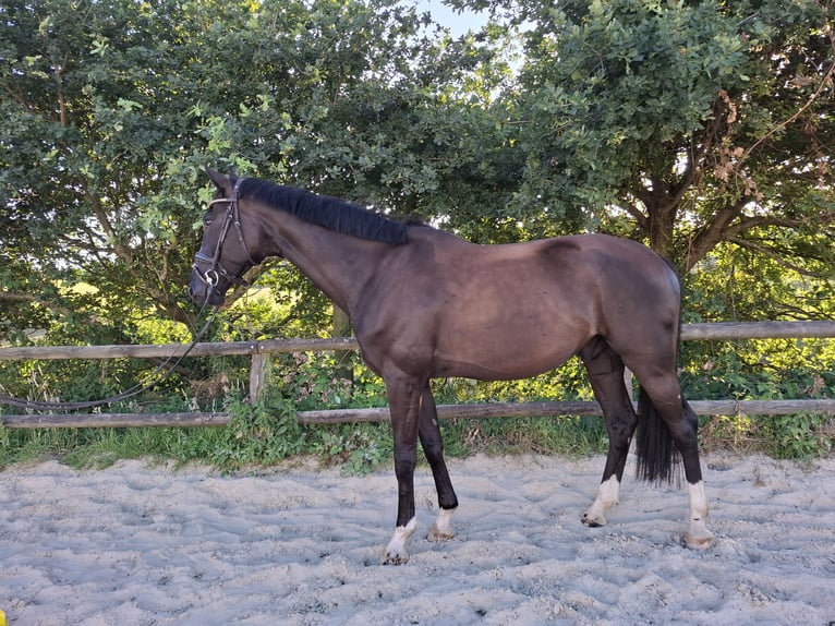 Westfale Wallach 5 Jahre 170 cm Rappe in Heiligenhaus