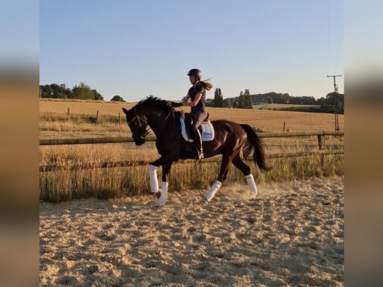 Westfale Wallach 5 Jahre 170 cm Rappe in Heiligenhaus
