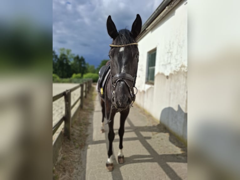 Westfale Wallach 5 Jahre 170 cm Rappe in Heiligenhaus