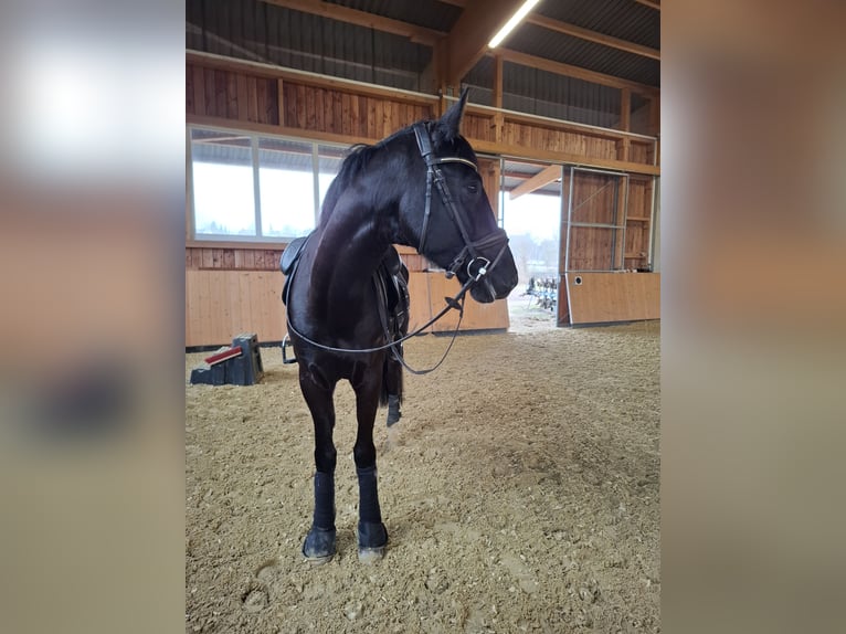 Westfale Wallach 5 Jahre 170 cm Rappe in Heiligenhaus