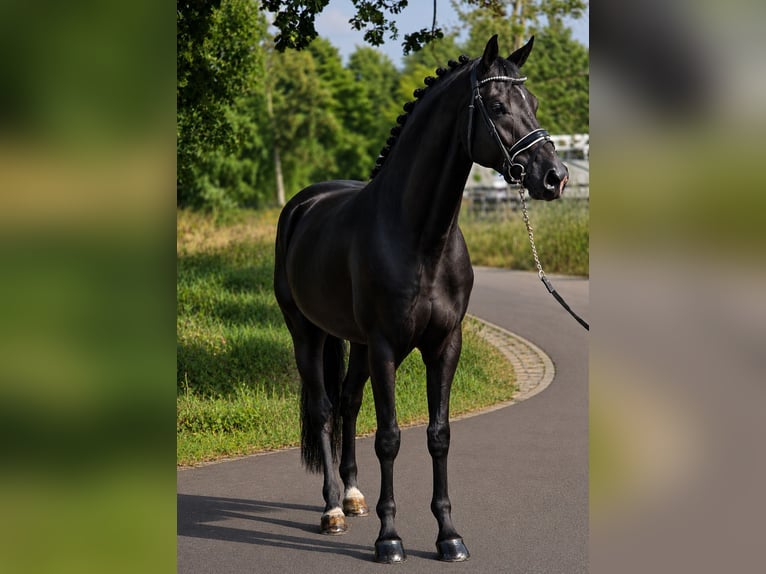 Westfale Wallach 5 Jahre 170 cm Rappe in Weert
