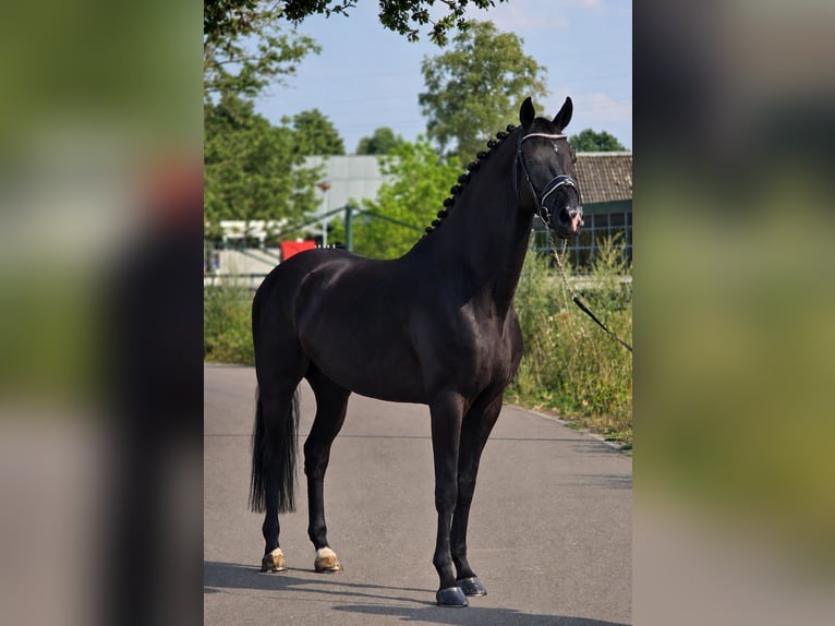 Westfale Wallach 5 Jahre 170 cm Rappe in Weert