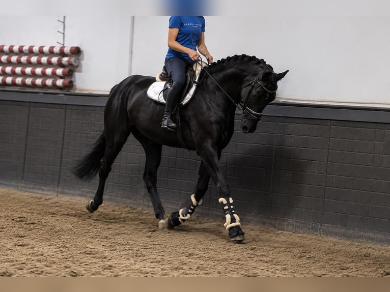 Westfale Wallach 5 Jahre 170 cm Rappe in Weert