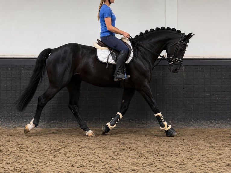 Westfale Wallach 5 Jahre 170 cm Rappe in Weert
