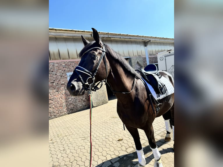 Westfale Wallach 5 Jahre 170 cm Rappe in WillicH