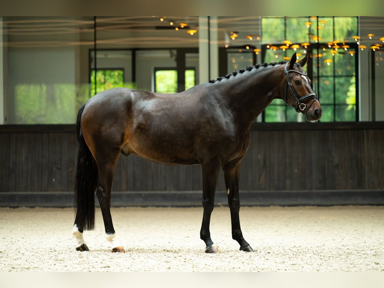 Westfale Wallach 5 Jahre 170 cm Rotbrauner in Mol