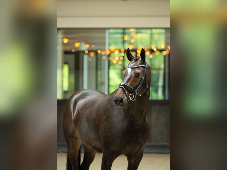 Westfale Wallach 5 Jahre 170 cm Rotbrauner in Mol