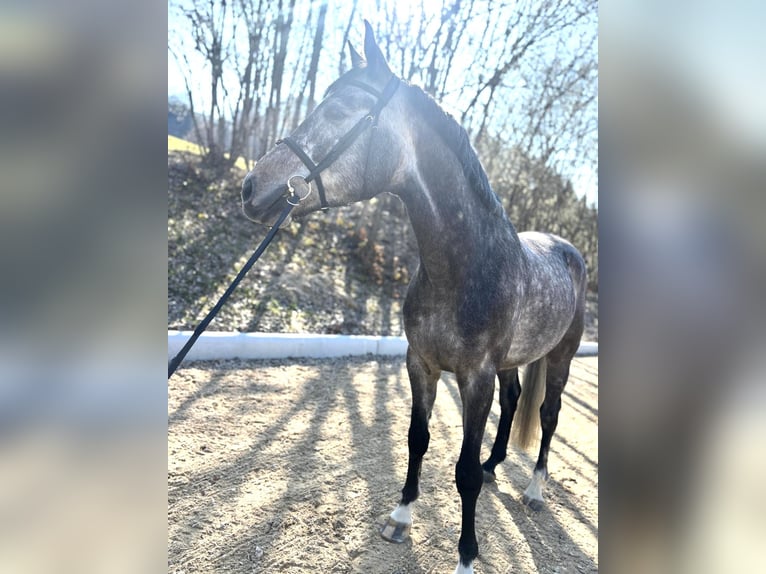 Westfale Wallach 5 Jahre 170 cm Rotschimmel in Kitzbühel