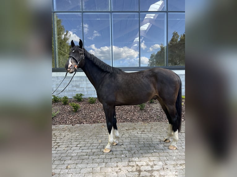 Westfale Wallach 5 Jahre 170 cm Schwarzbrauner in Warszawa