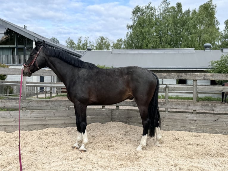 Westfale Wallach 5 Jahre 170 cm Schwarzbrauner in Warszawa