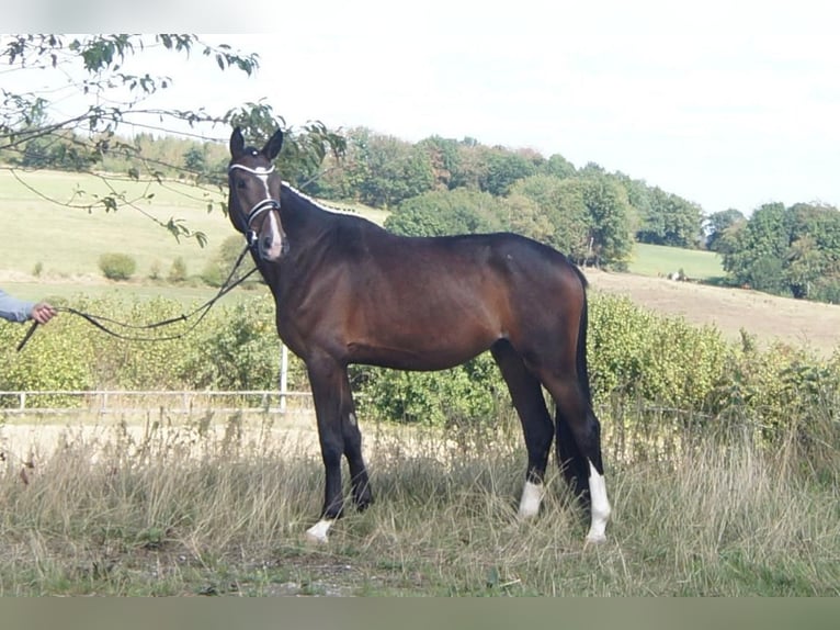 Westfale Wallach 5 Jahre 171 cm Brauner in Iserlohn