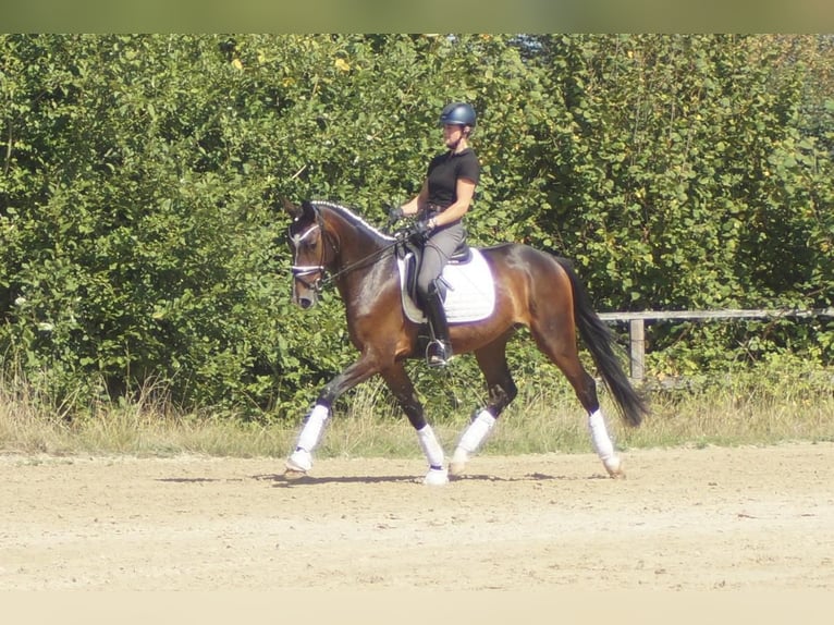 Westfale Wallach 5 Jahre 171 cm Brauner in Iserlohn