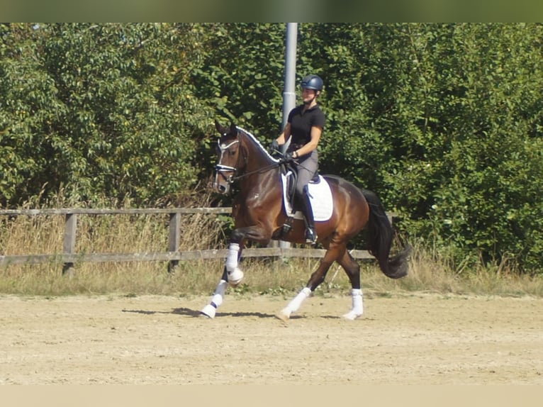 Westfale Wallach 5 Jahre 171 cm Brauner in Iserlohn