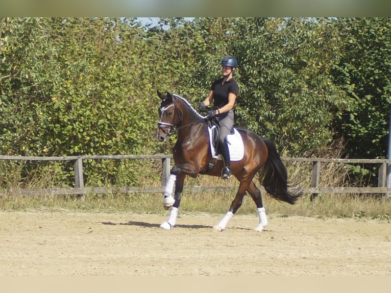 Westfale Wallach 5 Jahre 171 cm Brauner in Iserlohn