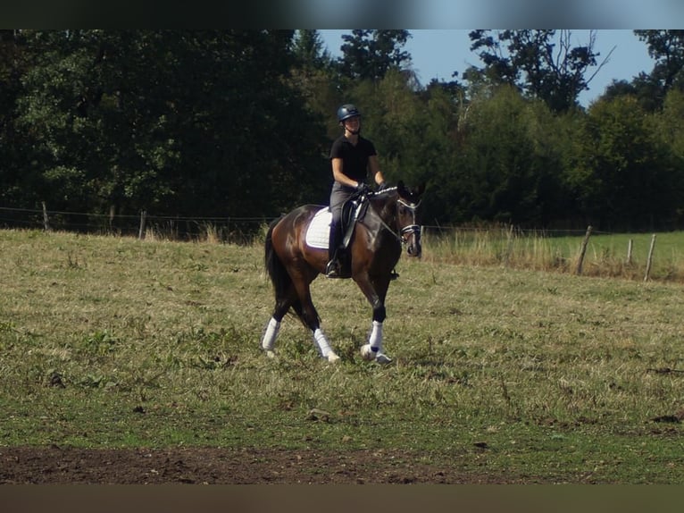 Westfale Wallach 5 Jahre 171 cm Brauner in Iserlohn