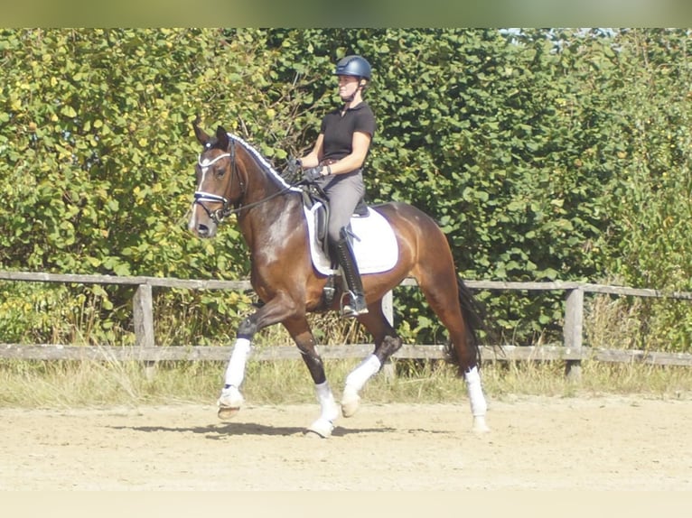 Westfale Wallach 5 Jahre 171 cm Brauner in Iserlohn