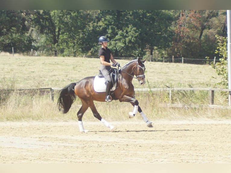 Westfale Wallach 5 Jahre 171 cm Brauner in Iserlohn