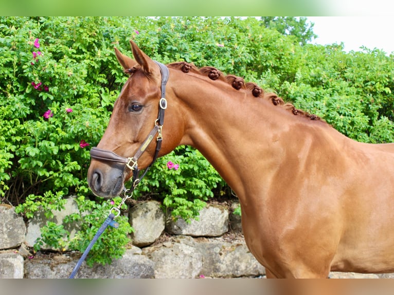 Westfale Wallach 5 Jahre 171 cm Fuchs in Brilon