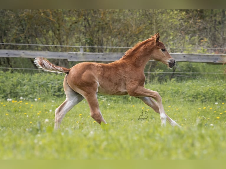 Westfale Wallach 5 Jahre 171 cm Fuchs in Brilon