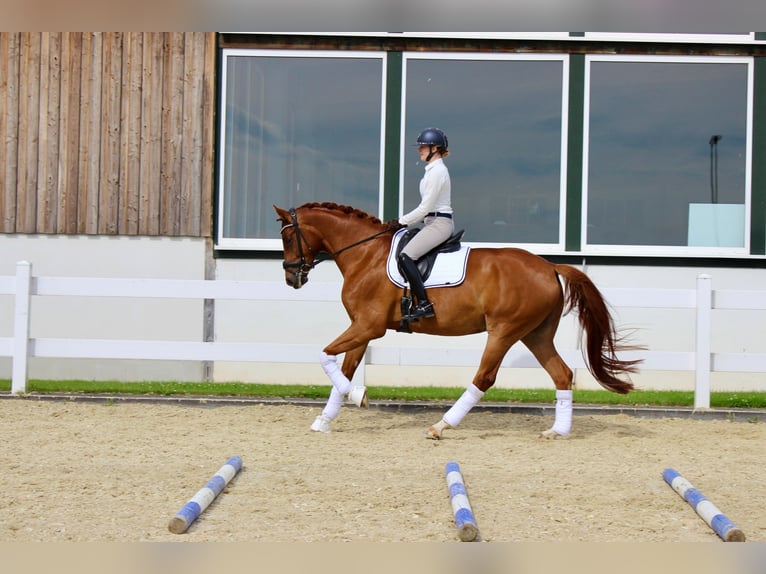 Westfale Wallach 5 Jahre 171 cm Fuchs in Brilon