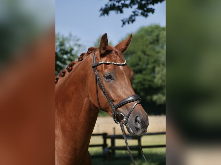 Westfale Wallach 5 Jahre 171 cm Fuchs in GROTE-BROGEL