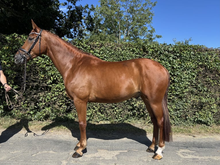 Westfale Wallach 5 Jahre 171 cm Fuchs in GROTE-BROGEL