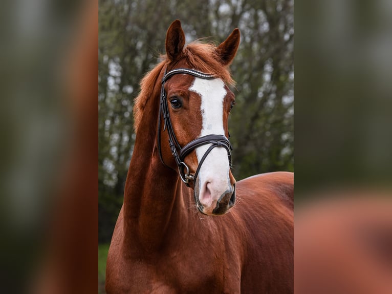 Westfale Wallach 5 Jahre 171 cm Fuchs in Riedstadt