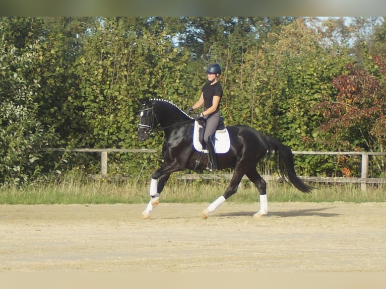 Westfale Wallach 5 Jahre 171 cm Rappe in Iserlohn