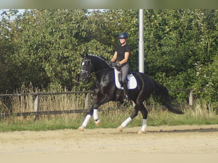 Westfale Wallach 5 Jahre 171 cm Rappe in Iserlohn
