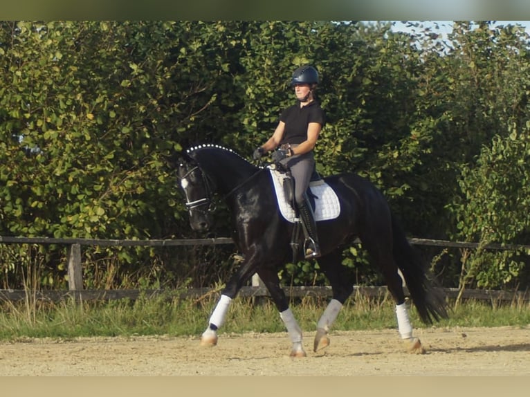 Westfale Wallach 5 Jahre 171 cm Rappe in Iserlohn