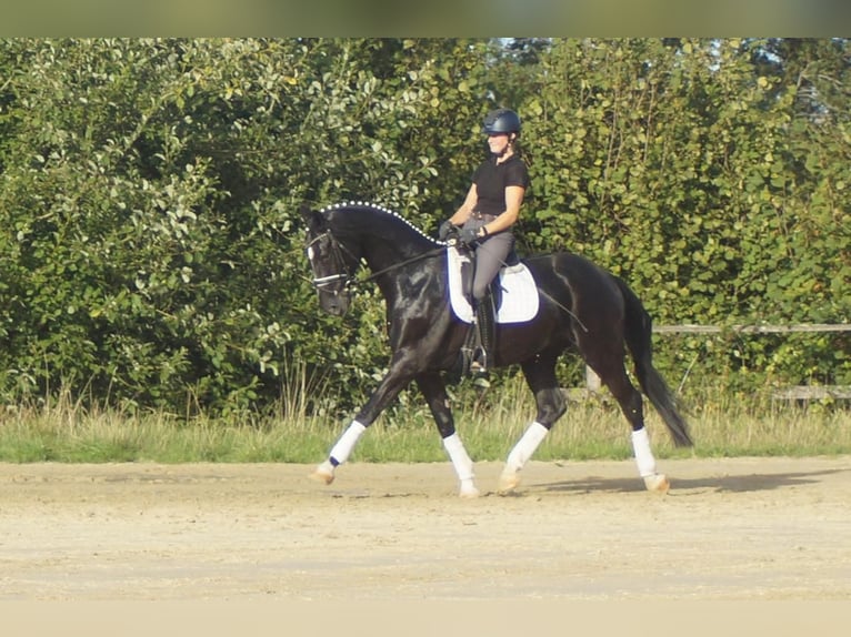 Westfale Wallach 5 Jahre 171 cm Rappe in Iserlohn