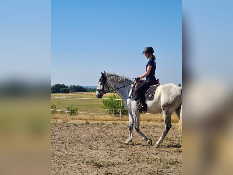 Westfale Wallach 5 Jahre 171 cm Schimmel in Zahna