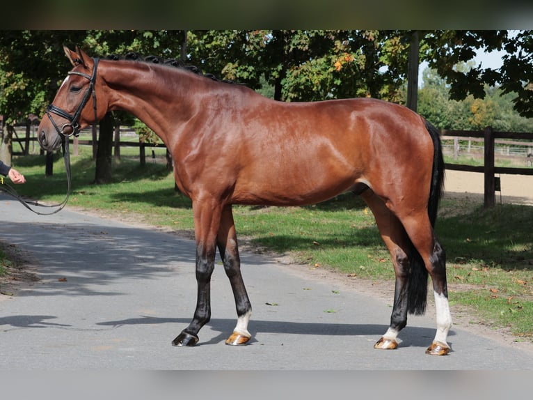 Westfale Wallach 5 Jahre 172 cm Brauner in Greven