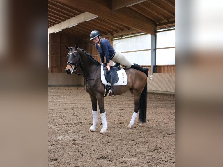 Westfale Wallach 5 Jahre 172 cm Brauner in Fürstenau