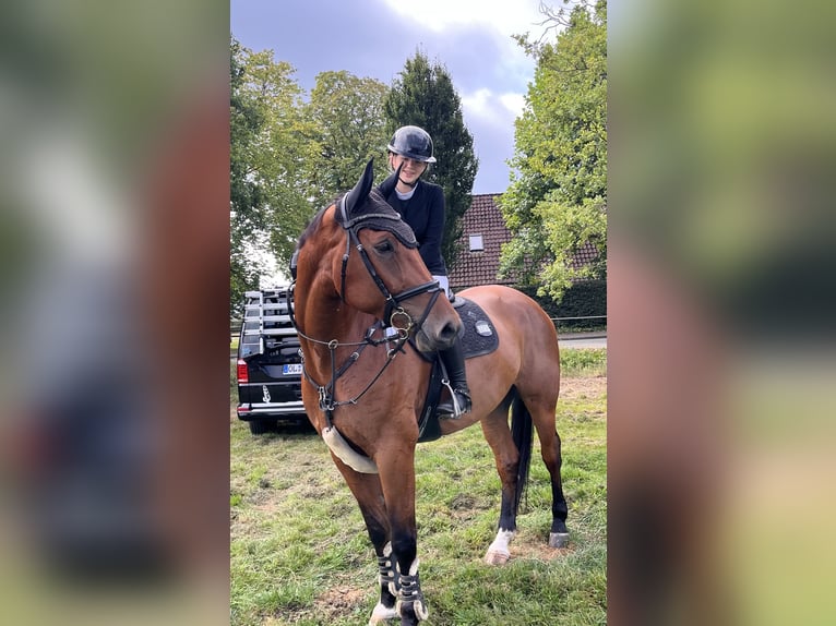 Westfale Wallach 5 Jahre 172 cm Brauner in Detern