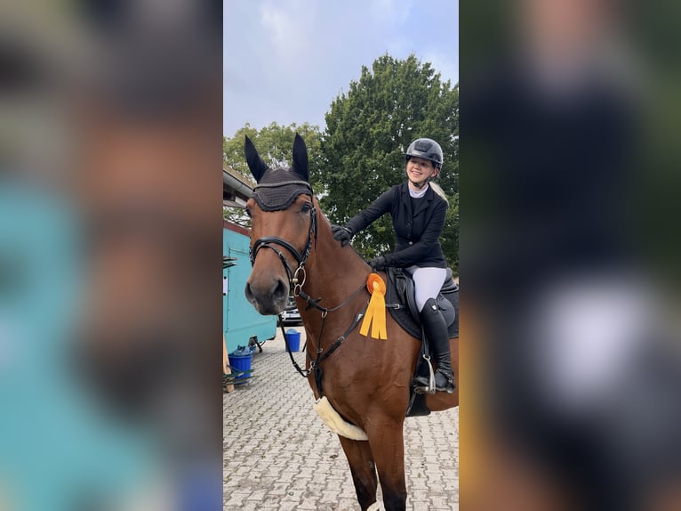 Westfale Wallach 5 Jahre 172 cm Brauner in Detern