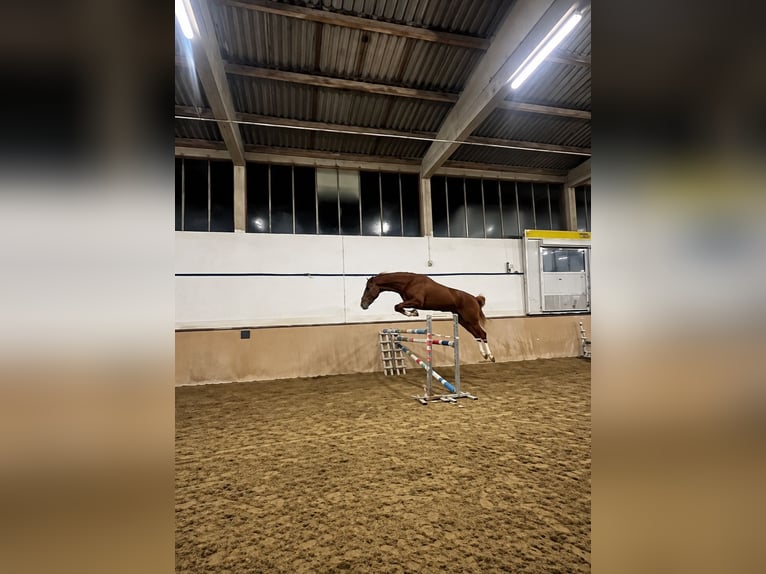 Westfale Wallach 5 Jahre 172 cm Fuchs in Sundern
