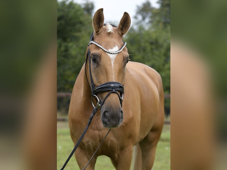 Westfale Wallach 5 Jahre 172 cm Palomino in Sassenberg