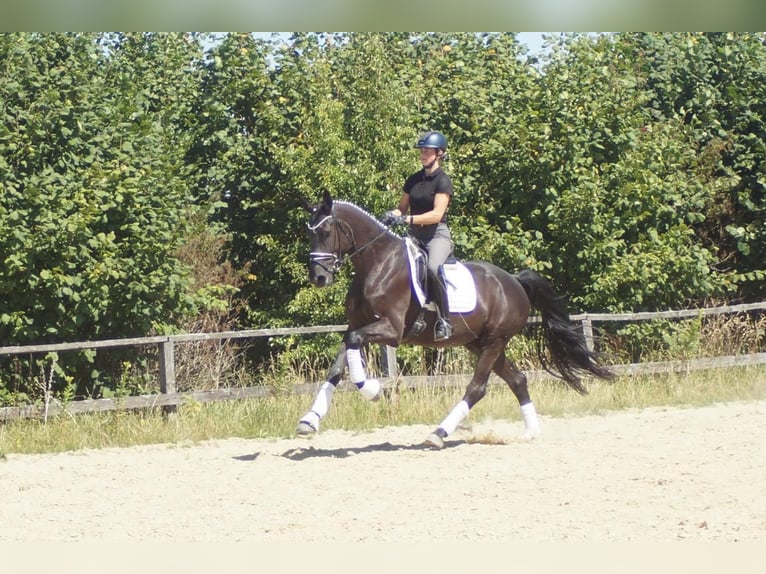 Westfale Wallach 5 Jahre 172 cm Rappe in Iserlohn