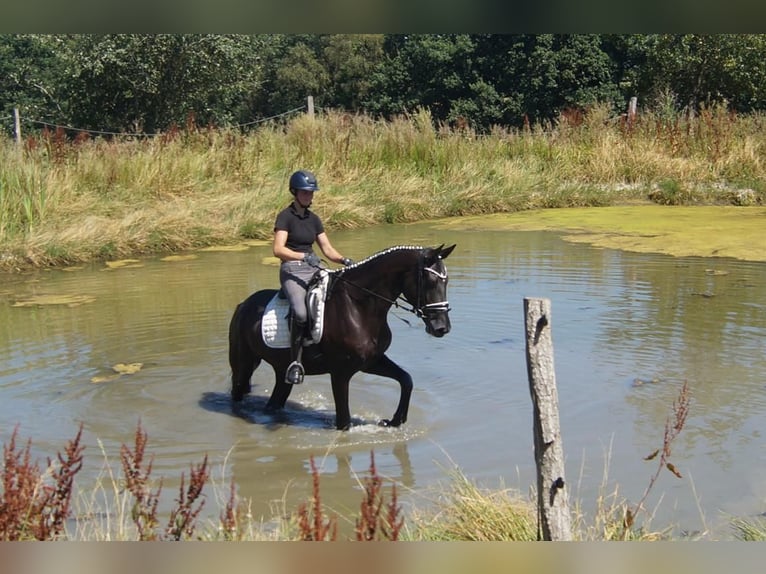 Westfale Wallach 5 Jahre 172 cm Rappe in Iserlohn