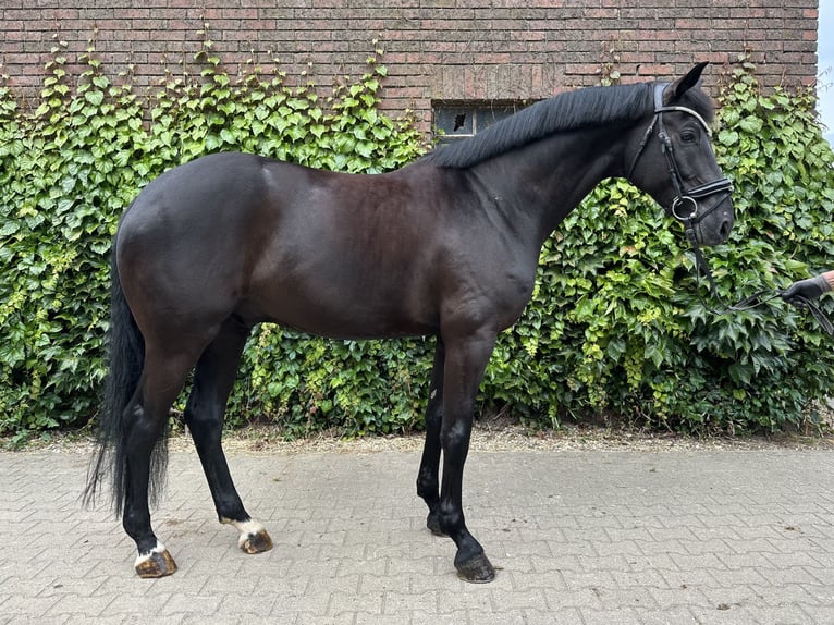 Westfale Wallach 5 Jahre 172 cm Rappe in Rees