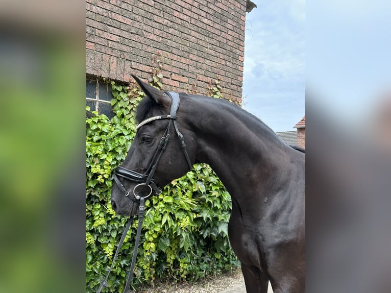 Westfale Wallach 5 Jahre 172 cm Rappe in Rees