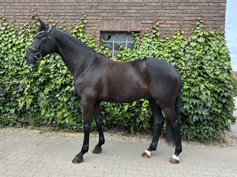 Westfale Wallach 5 Jahre 172 cm Rappe in Rees
