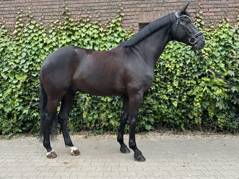 Westfale Wallach 5 Jahre 172 cm Rappe in Rees