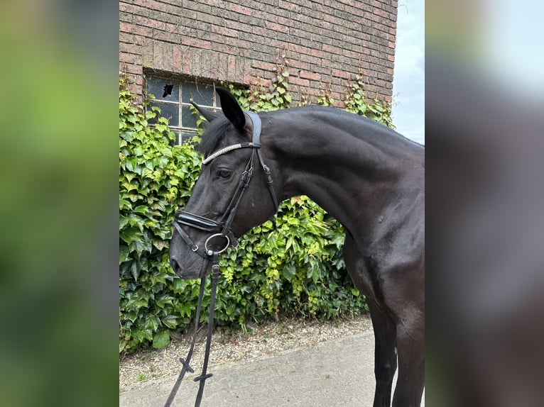 Westfale Wallach 5 Jahre 172 cm Rappe in Rees