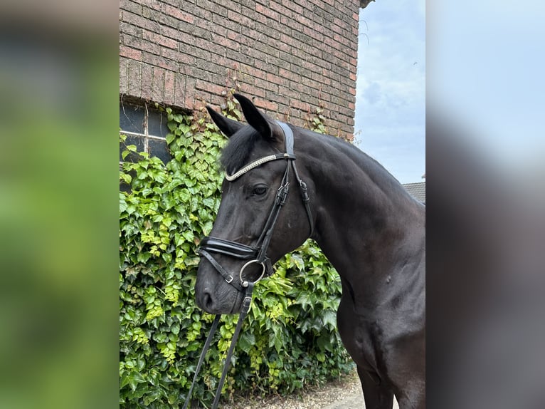 Westfale Wallach 5 Jahre 172 cm Rappe in Rees